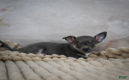 Chihuahua dogs for sale: Saul - Image 6