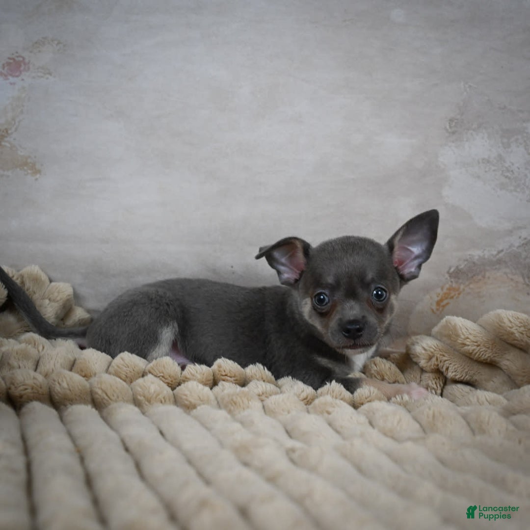 Chihuahua dogs for sale: Saul - Image 6