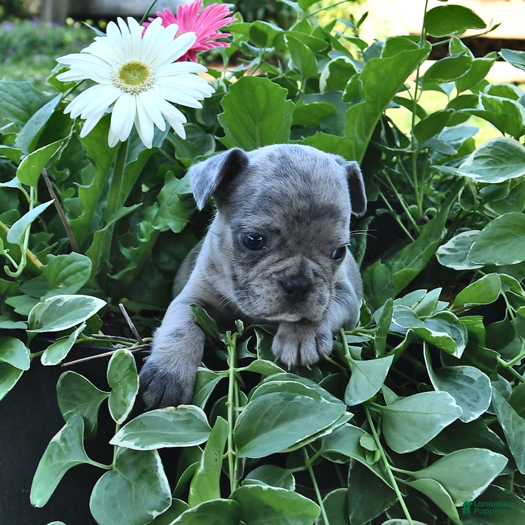 French Bulldog dogs for sale: Hero - Image 3