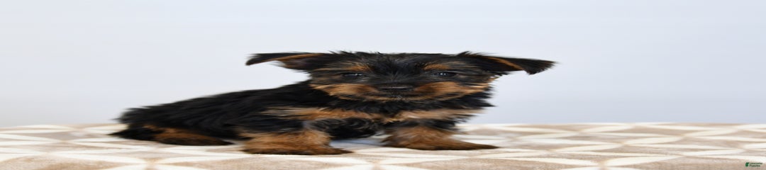 Kujo