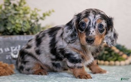 Miniature Dachshund dogs for sale: Kimberly - Image 3
