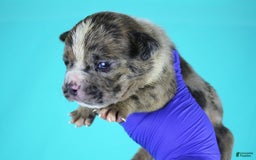 American Bully dogs for sale: Fawn Merle Male - Image 5