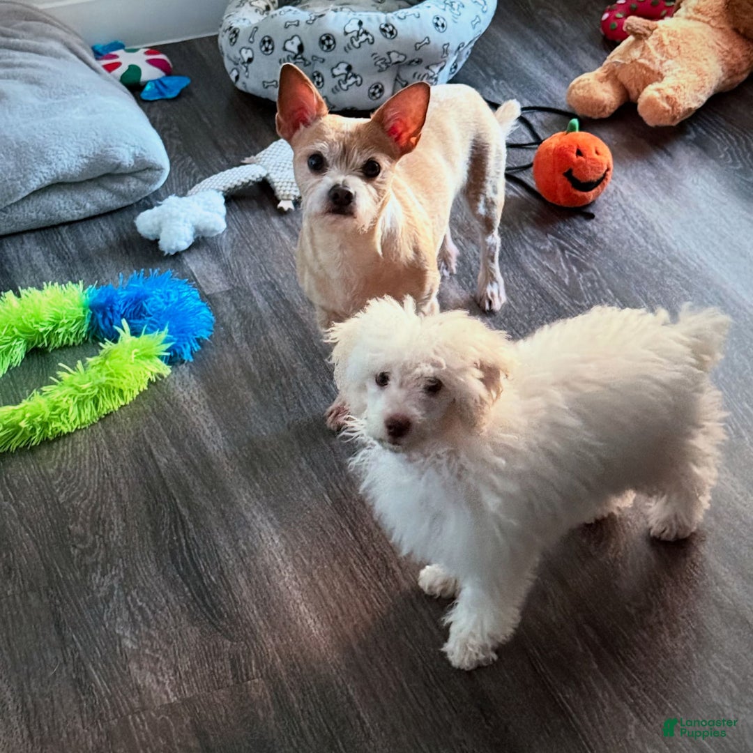 Maltipoo dogs for sale: Stella - Image 2