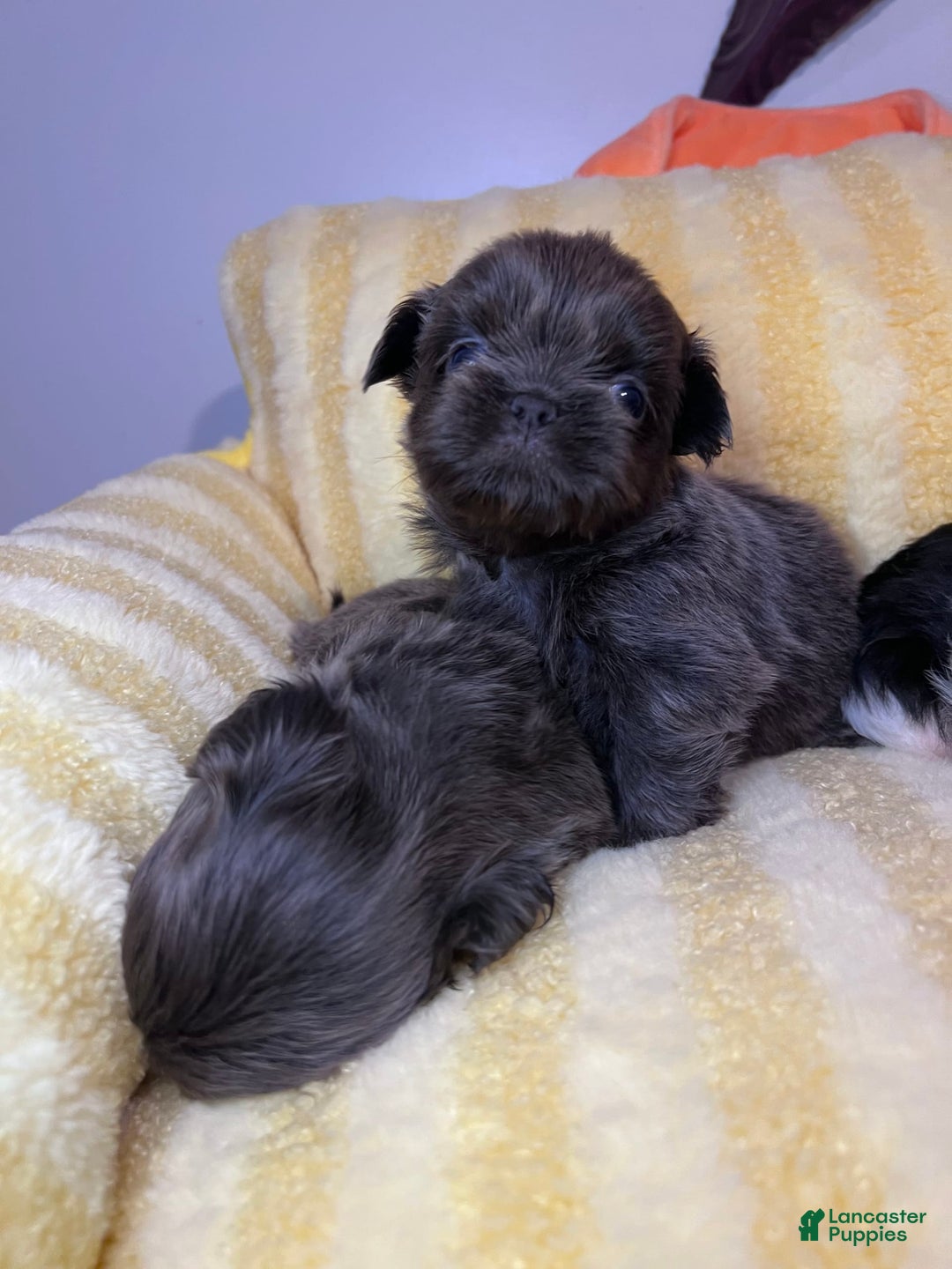 Shih Tzu dogs for sale: Bean - Image 3
