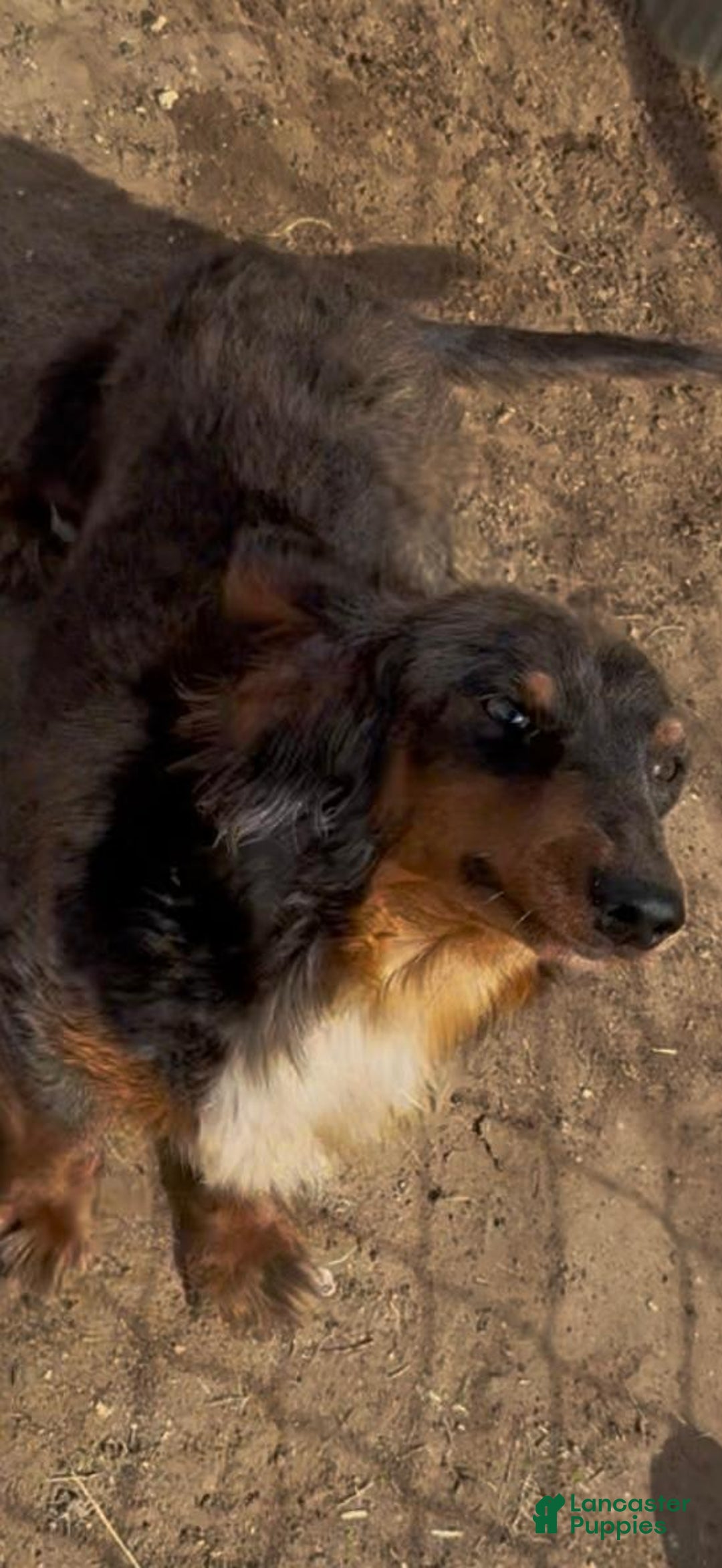 Miniature Dachshund dogs for sale: Gena - Image 5