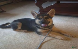 German Shepherd dogs for sale: Heidi - Listing for pets: Heidi - Image 7