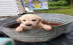 Labrador Retriever dogs for sale: Titan - Image 1