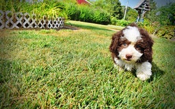 Havapoo dogs for sale: Harley - Image 8