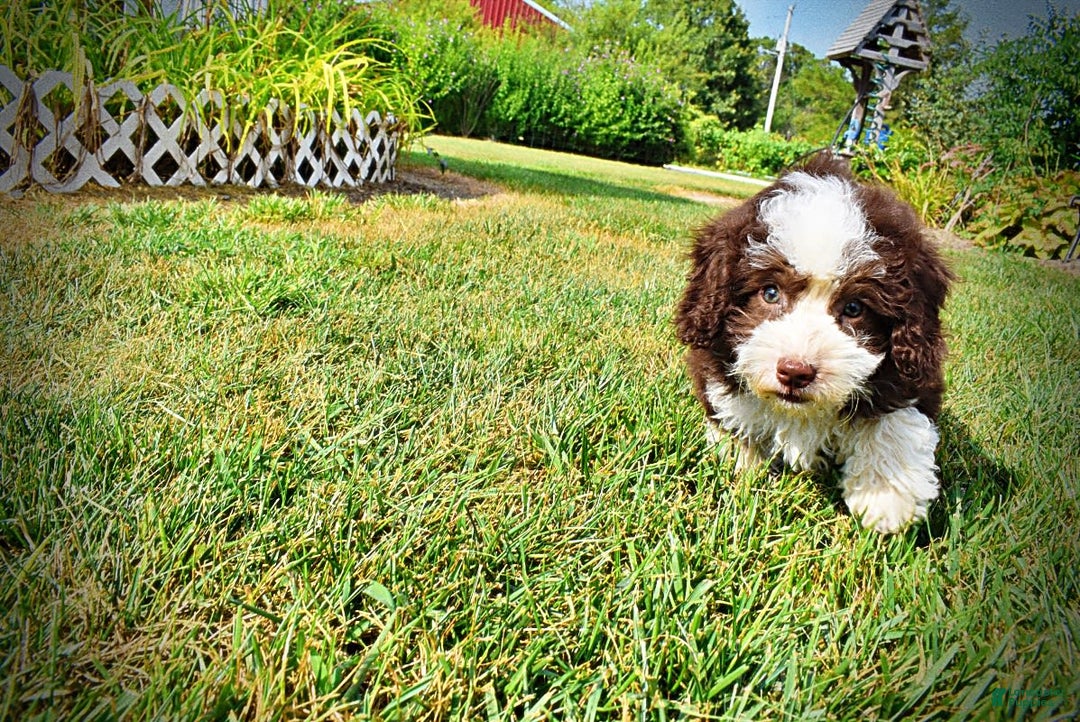 Havapoo dogs for sale: Harley - Image 8