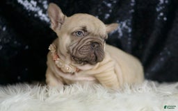 French Bulldog dogs for sale: Hazelnut - Image 6