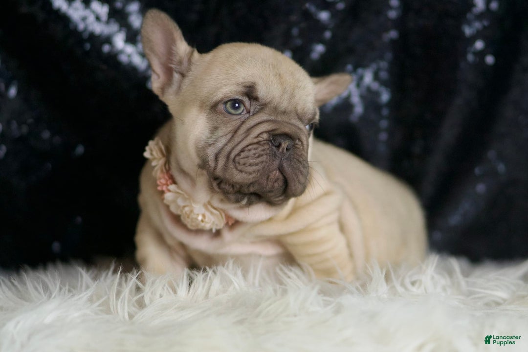French Bulldog dogs for sale: Hazelnut - Image 6