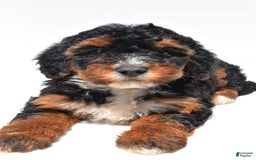 Mini Bernedoodle dogs for sale: Roxie - Image 2