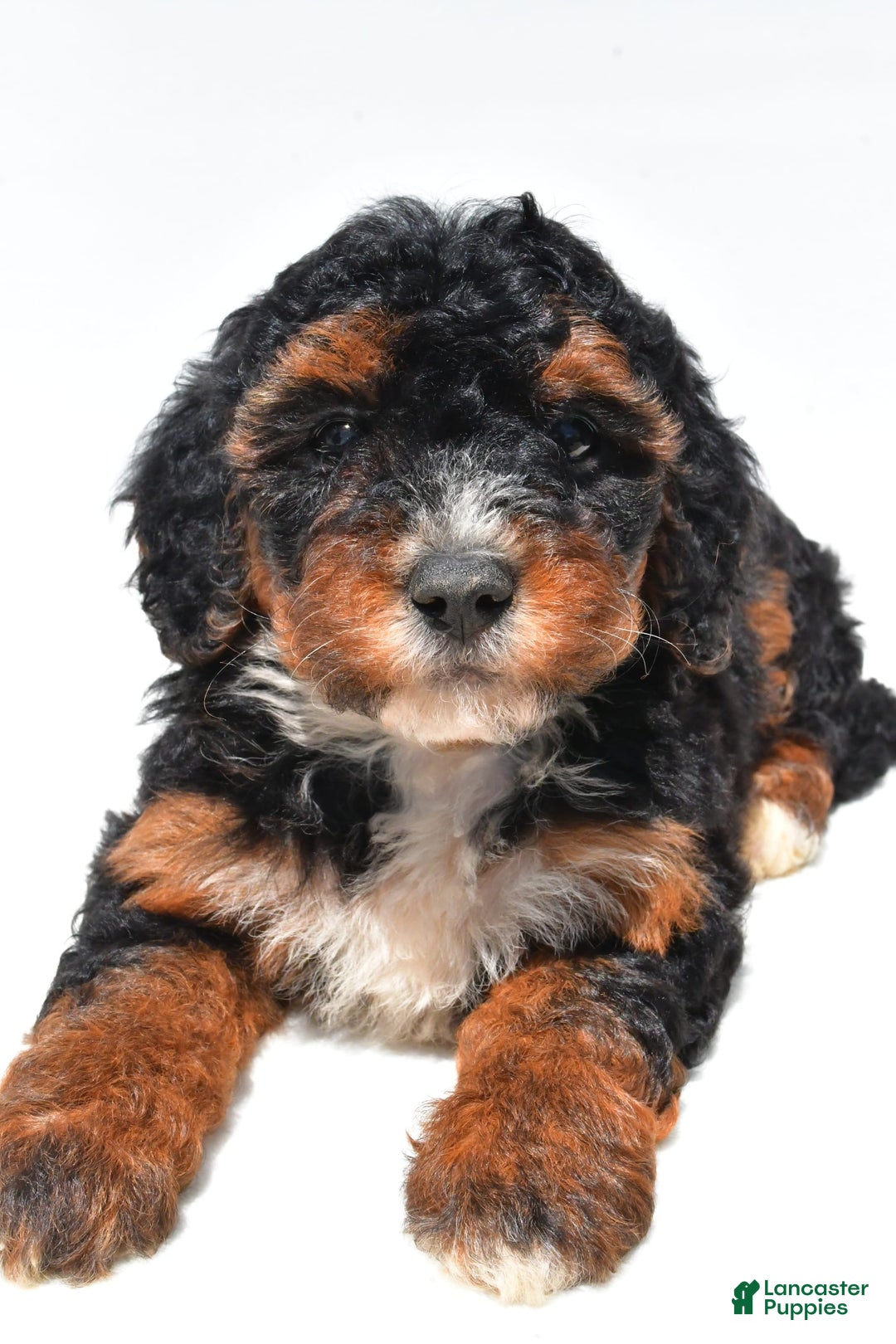 Mini Bernedoodle dogs for sale: Roxie - Image 2