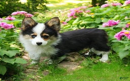 Welsh Corgi Pembroke dogs for sale: Tucker Fluffy - Image 18