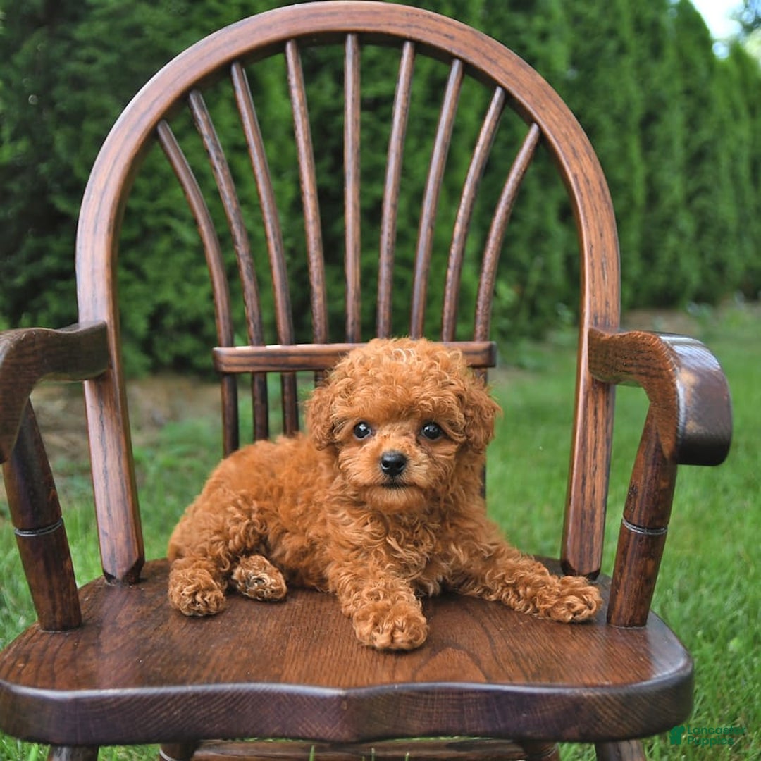 Toy Poodle dogs for sale: Peanut   Extra Small - Image 5