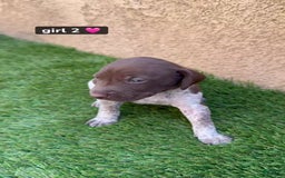 German Shorthaired Pointer dogs for sale: Girl 2 - Image 1