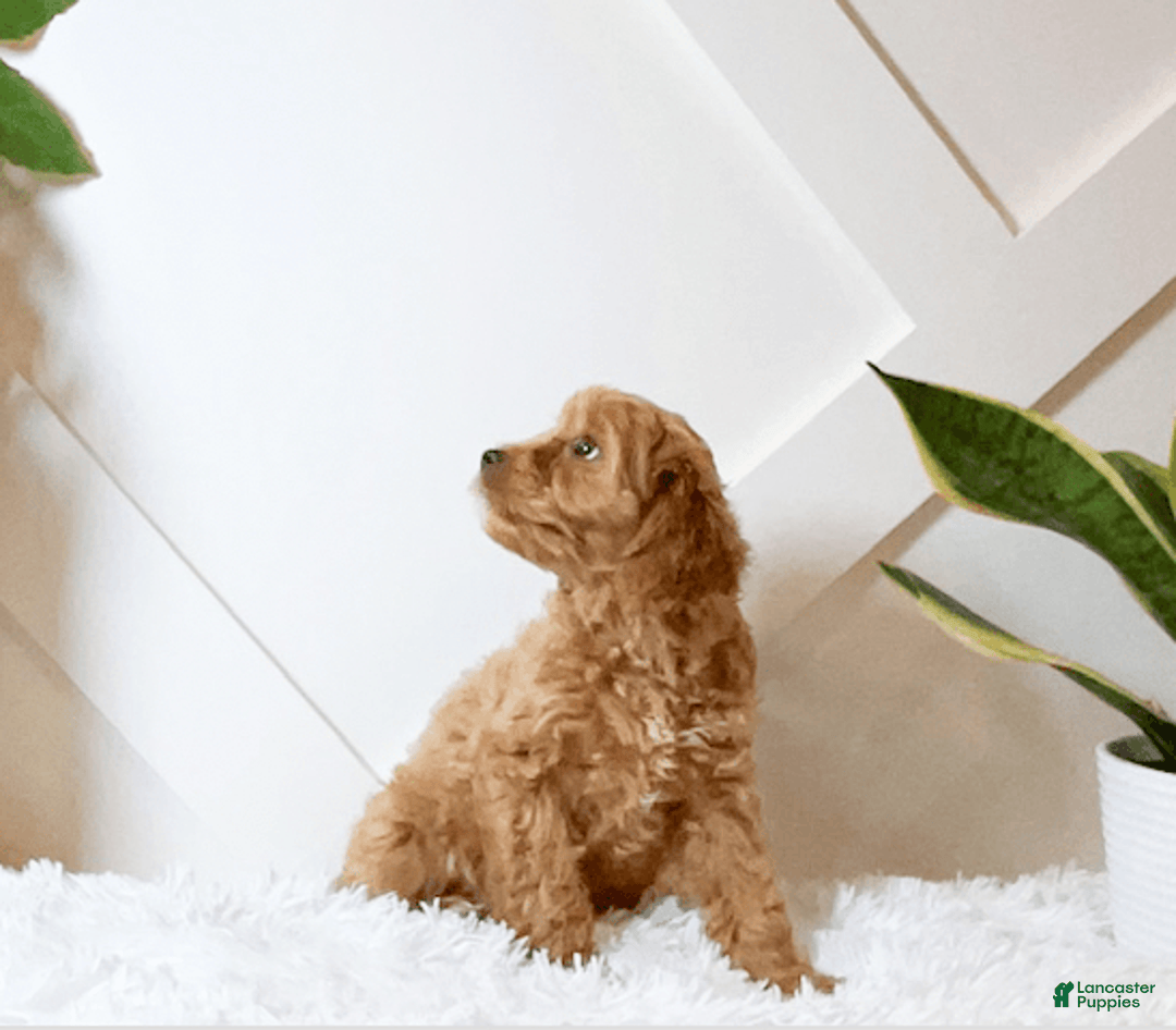 Cavapoo dogs for sale: Zoe - Image 2