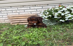 Beagle dogs for sale: Chester - Image 3