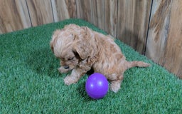 Cavapoo dogs for sale: Fiona Girl 2 - Image 3