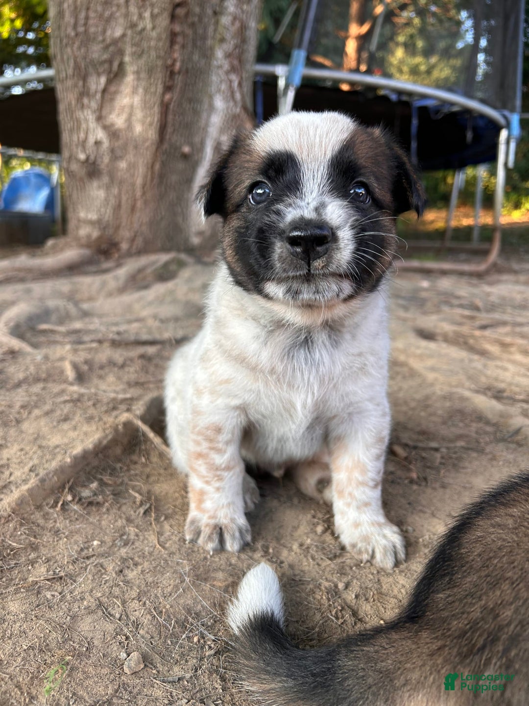Australian Cattle Dog dogs for sale: Pj - Image 8