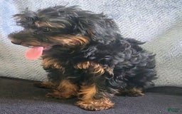 Yorkiepoo dogs for sale: Brownie - Image 4
