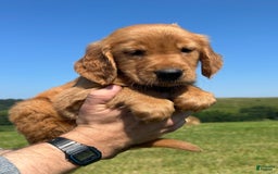 Golden Retriever dogs for sale: Rascal - Image 13
