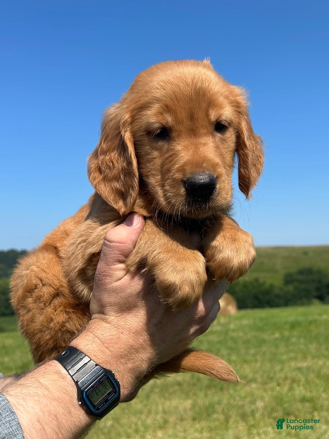 Golden Retriever dogs for sale: Rascal - Image 13