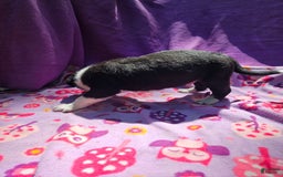 Border Collie dogs for sale: Fang - Image 5