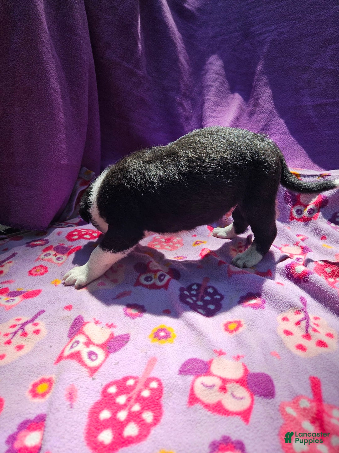 Border Collie dogs for sale: Fang - Image 5