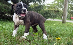 Boxer dogs for sale: Nanni - Image 3