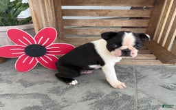 Boston Terrier dogs for sale: Brandon - Image 3
