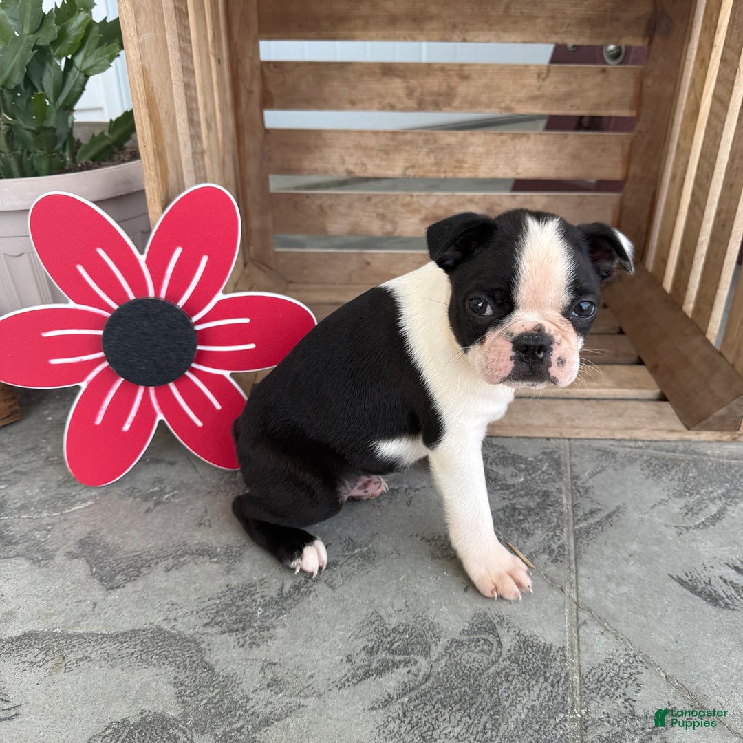 Boston Terrier dogs for sale: Brandon - Image 3