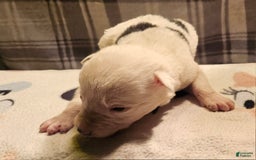 Border Collie dogs for sale: Dreami - Image 2