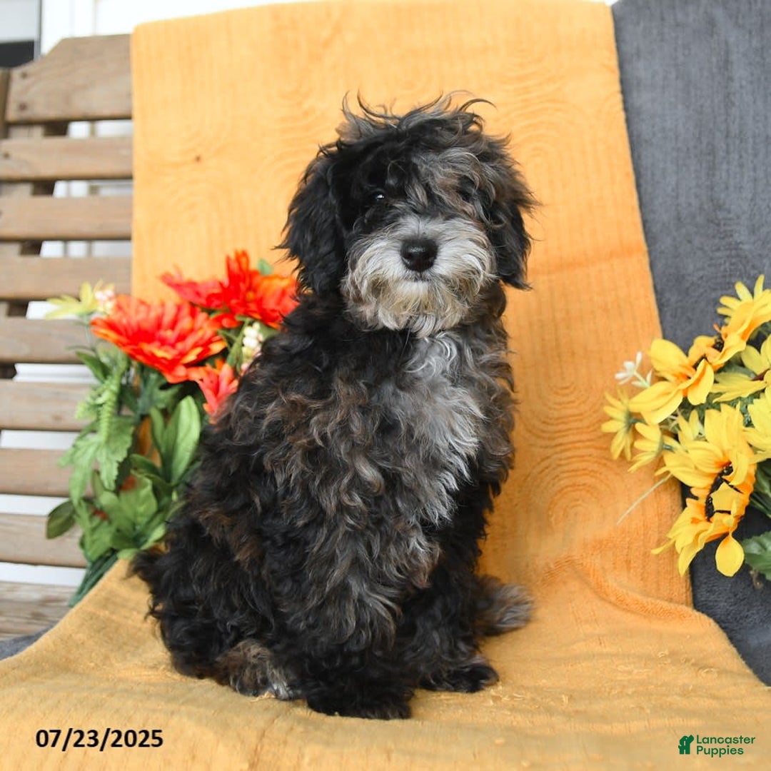 Miniature Poodle dogs for sale: Oakley - Image 11