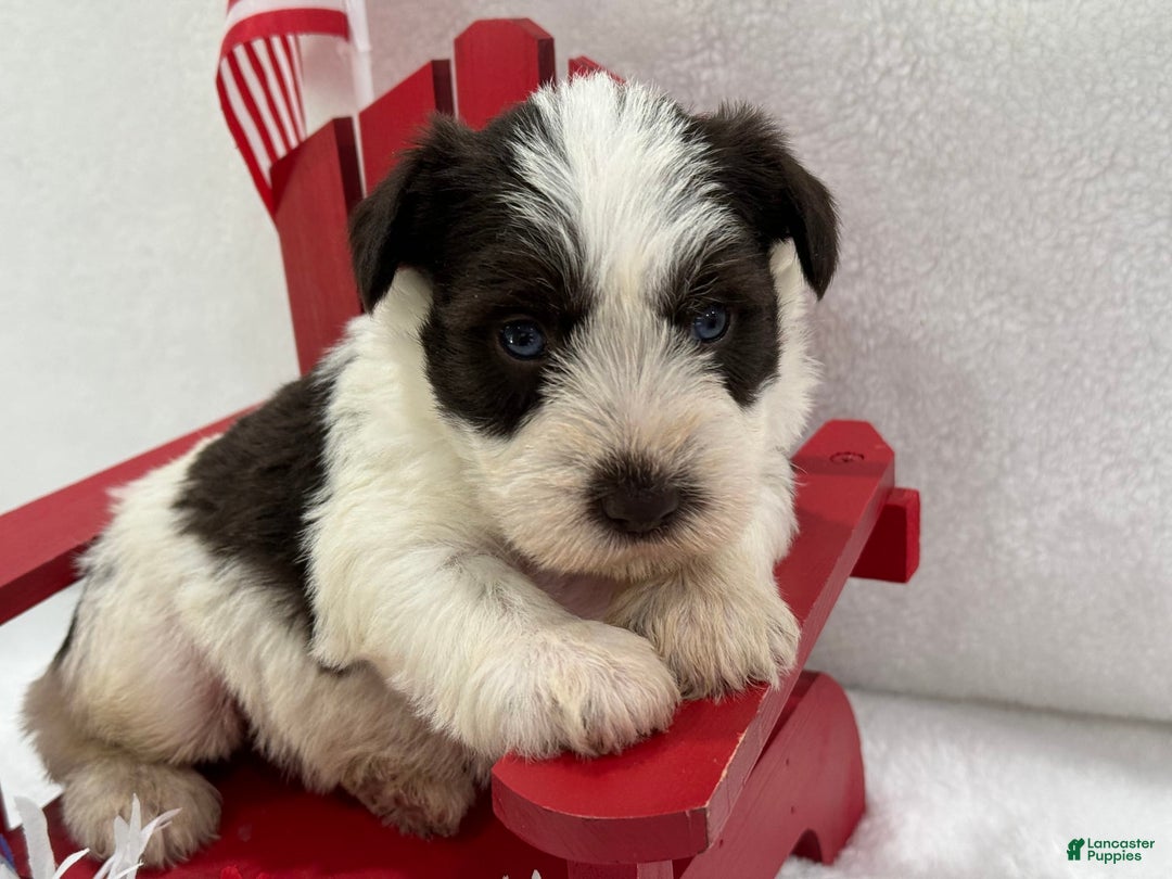 Miniature Schnauzer dogs for sale: Paisley Male 1 Liver Parti Blue Eyes - Image 1