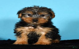 Yorkshire Terrier dogs for sale: Jordan - Image 4