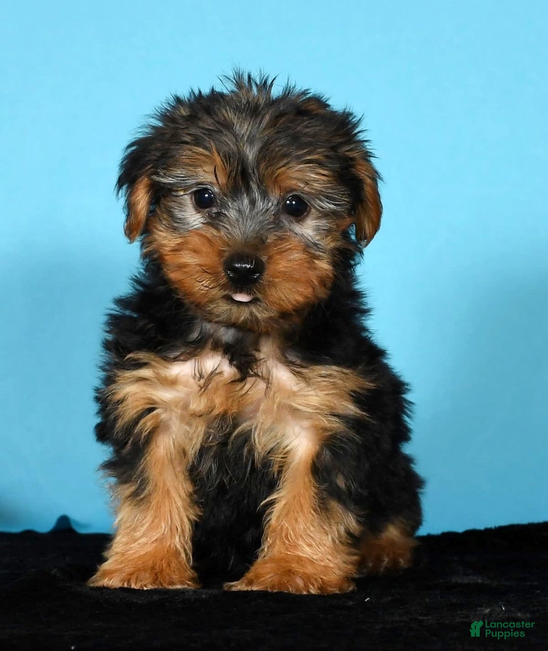 Yorkshire Terrier dogs for sale: Jordan - Image 4