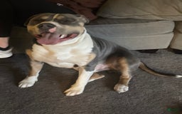 American Bully dogs for stud: Bronx - Image 7