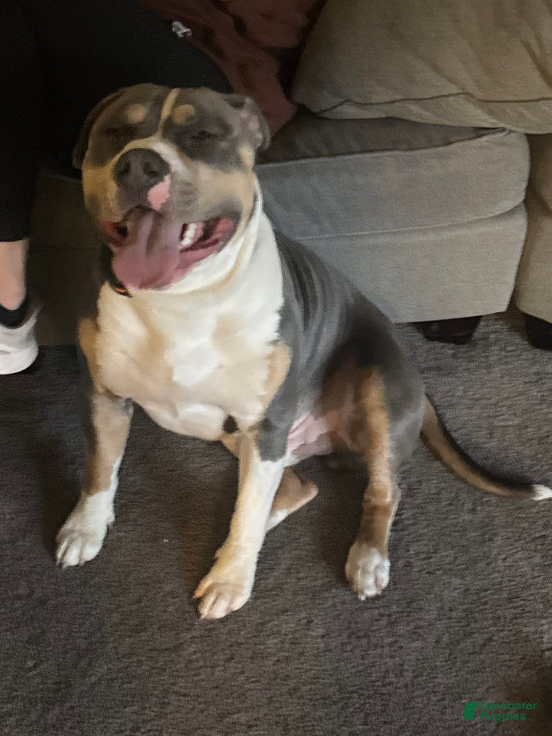 American Bully dogs for stud: Bronx - Image 7