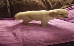 Standard Poodle dogs for sale: Sugar Bun - Image 1