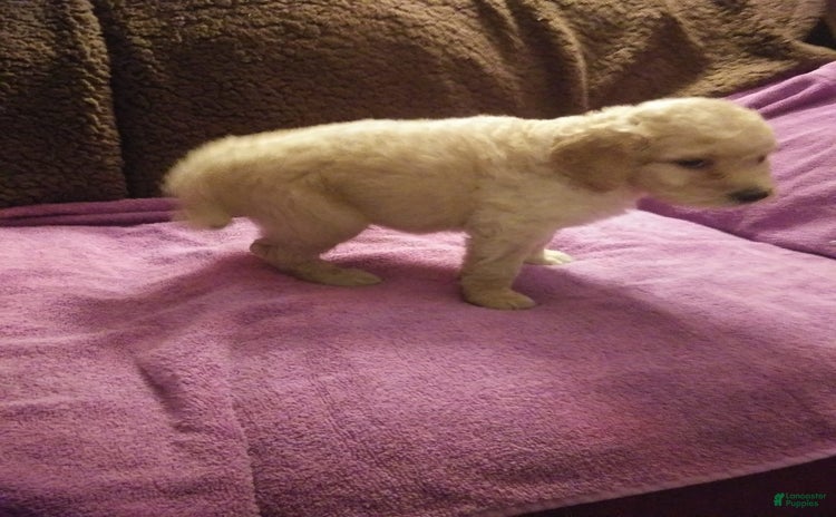Standard Poodle dogs for sale - Ad 1
