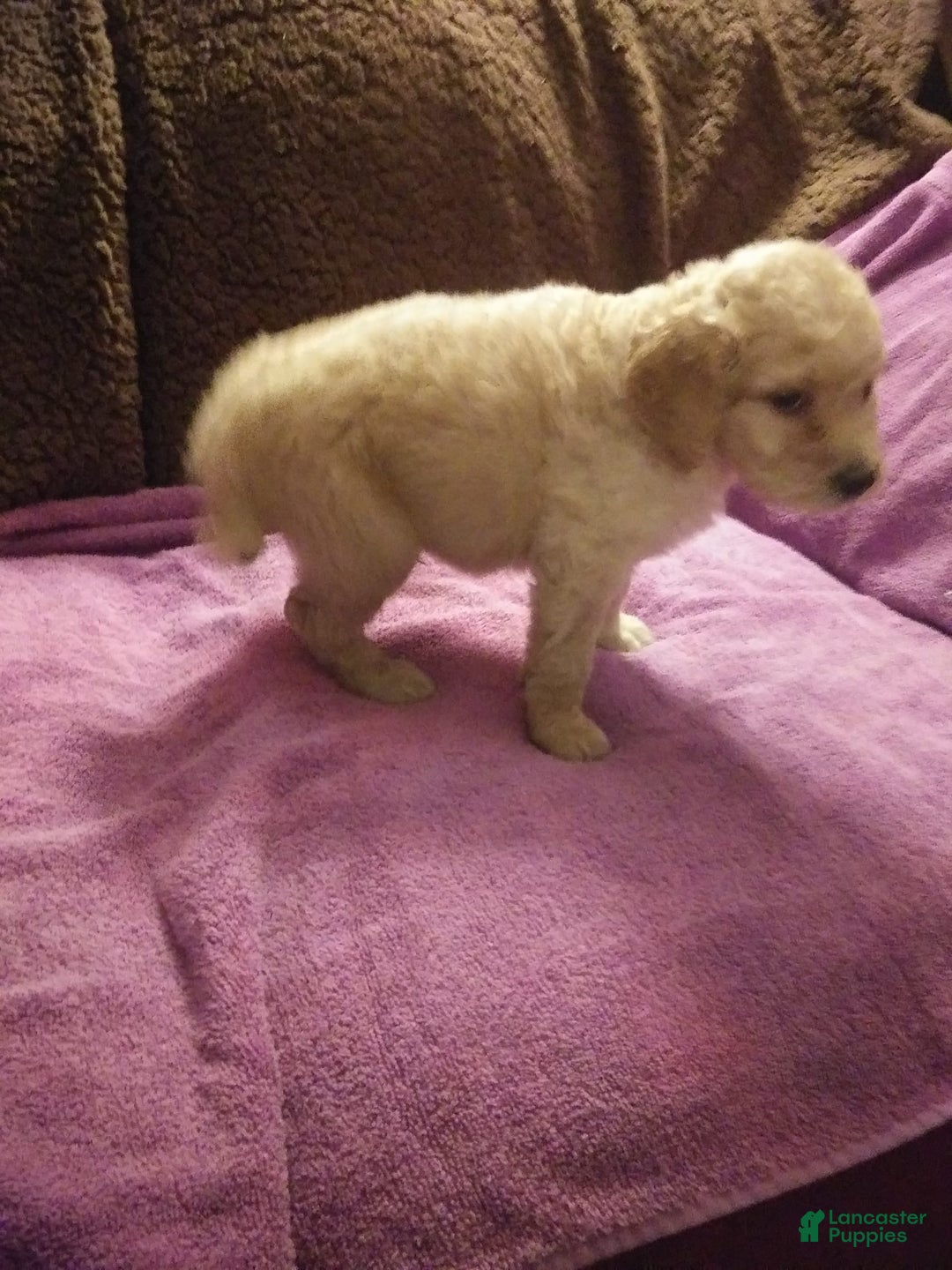 Standard Poodle dogs for sale: Sugar Bun - Image 1