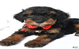 Cavapoo dogs for sale: Bubba - Image 5