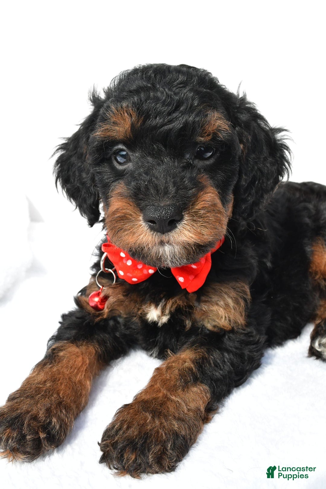 Cavapoo dogs for sale: Bubba - Image 5