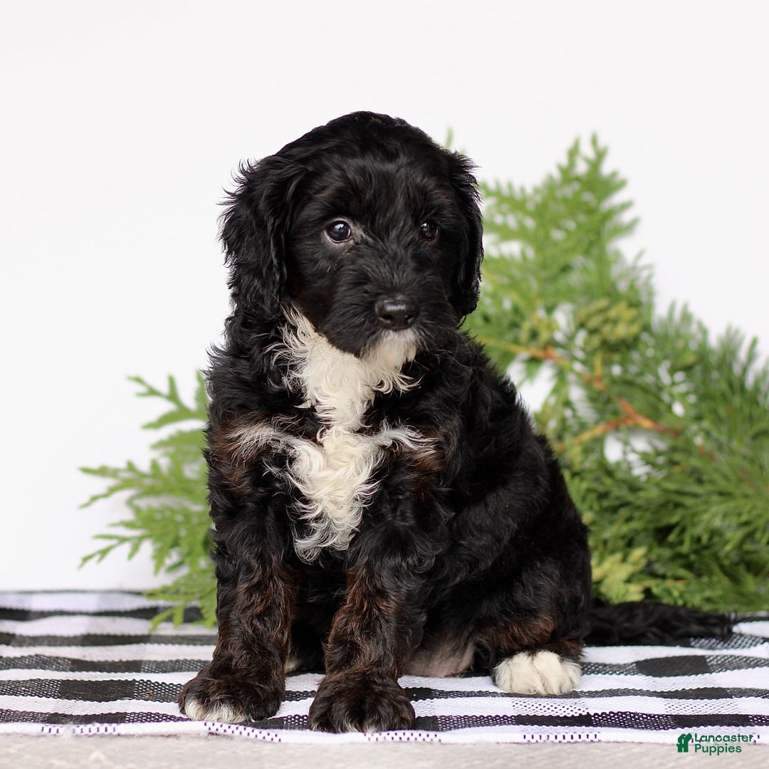 Mini Goldendoodle dogs for sale: Korina - Image 3