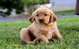 Golden Retriever dogs for sale: Indy - Image 6