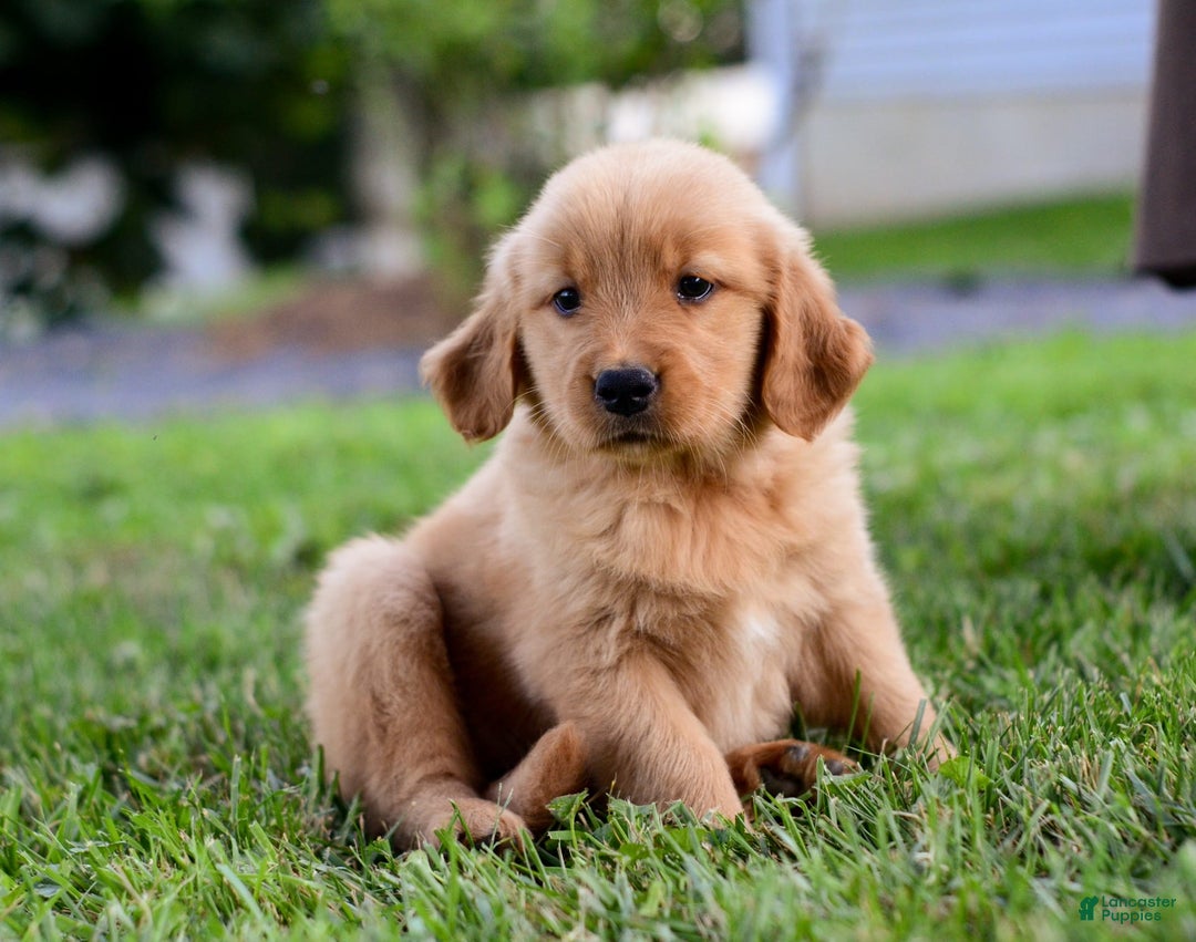 Golden Retriever dogs for sale: Indy - Image 6