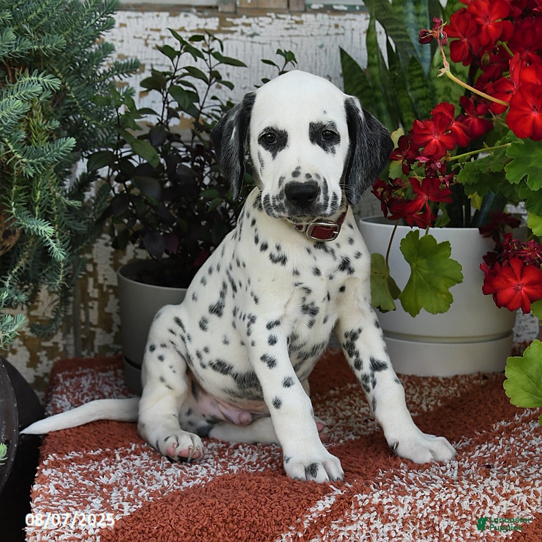 Dalmatian dogs for sale: Hunter - Image 3