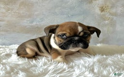English Bulldog dogs for sale: Bomba - Image 5
