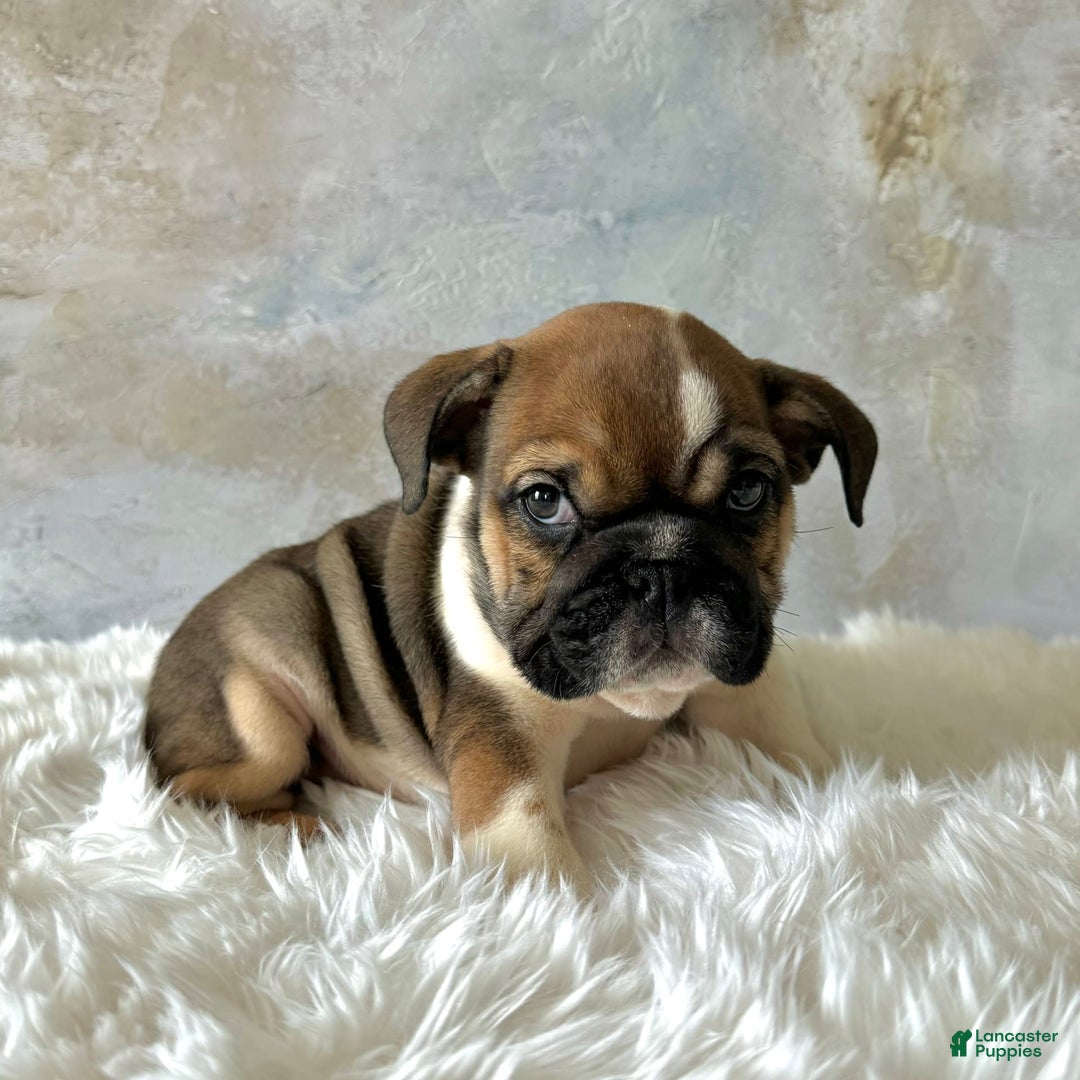 English Bulldog dogs for sale: Bomba - Image 5